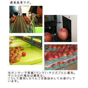 訳あり サンふじ 約3kg Cランク 長野県産...の詳細画像5