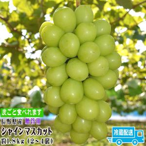予約 シャインマスカット 約1.8kg (3〜4...の商品画像