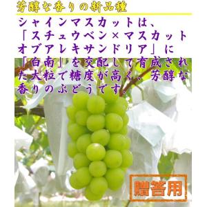 予約 シャインマスカット 約1.8kg (3〜...の詳細画像3