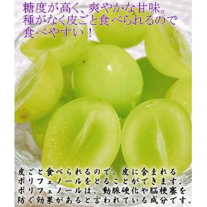 予約 シャインマスカット 約1.8kg (3〜...の詳細画像4