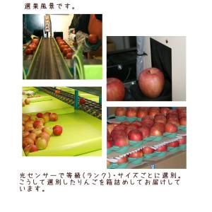 ギフト りんご シナノスイート Bランク マル...の詳細画像3