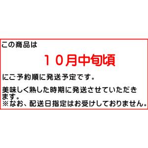 ギフト りんご シナノスイート Bランク マル...の詳細画像5