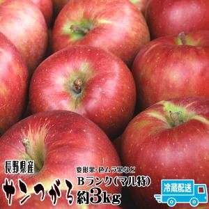 りんご サンつがる Bランク マル特 約 3kg 9玉〜11玉 長野県産 リンゴ フルーツ 信州 送料無料 ギフト 敬老の日