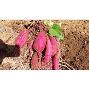 干しいも 紅はるか 茨城県産 スイーツ ギフト...の詳細画像5