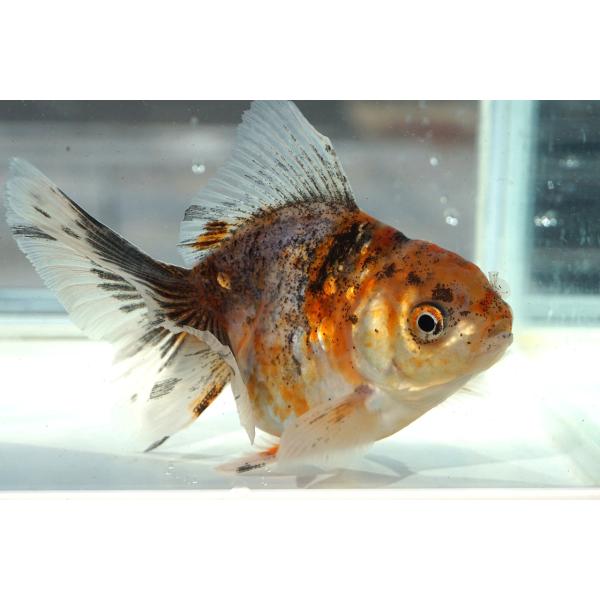 金魚　東錦ブロードテール　一点物（全長約12cm 中国産）メス