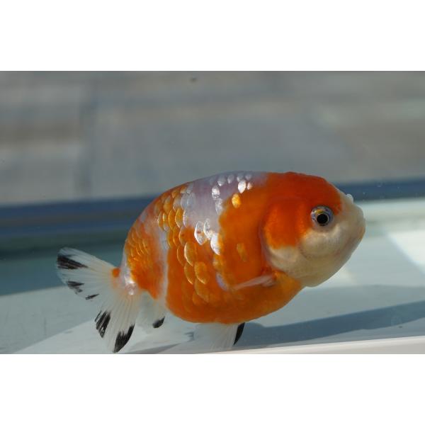 国産金魚　桜錦　一点物（全長約8cm）中国産　メス
