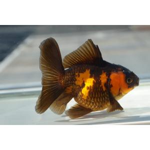 金魚　赤黒オランダブロードテール　一点物（全長約１２cm)　中国産 メス｜maruufish498