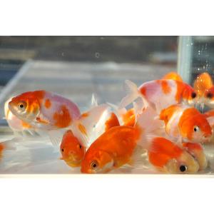 国産金魚 桜錦 サラサ、オレンジ系 2匹セット...の詳細画像1
