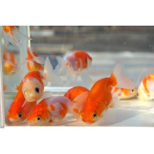 国産金魚 桜錦 サラサ、オレンジ系 2匹セット...の詳細画像2