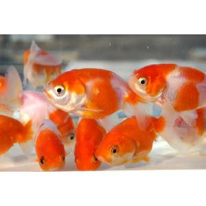 国産金魚 桜錦 サラサ、オレンジ系 2匹セット...の詳細画像3