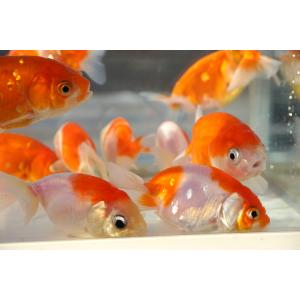 国産金魚 桜錦 サラサ、オレンジ系 2匹セット...の詳細画像4