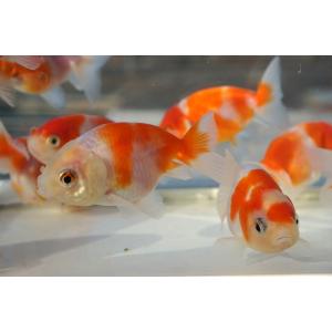 国産金魚 桜錦 サラサ、オレンジ系 2匹セット...の詳細画像5