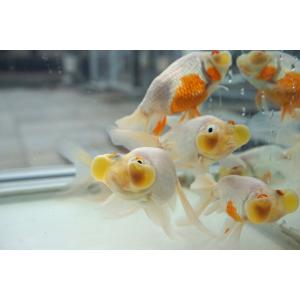 国産金魚 水泡眼 白系(全長約9‐10cm 弥冨...の商品画像