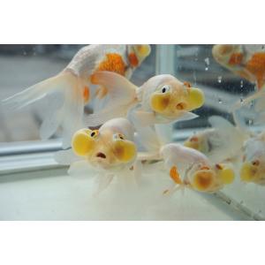 国産金魚 水泡眼 白系(全長約9‐10cm 弥...の詳細画像1