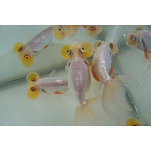 国産金魚 水泡眼 白系(全長約9‐10cm 弥...の詳細画像2