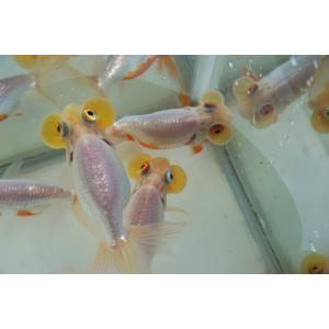 国産金魚 水泡眼 白系(全長約9‐10cm 弥...の詳細画像3