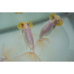 国産金魚 水泡眼 白系(全長約9‐10cm 弥...の詳細画像4