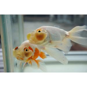 国産金魚 水泡眼 白系(全長約9‐10cm 弥...の詳細画像5