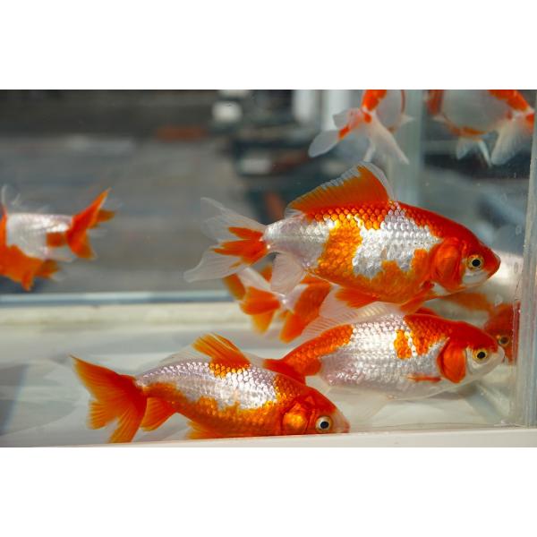 国産金魚　サラサ和金　二才　2匹セット（全長約9cm）愛知　長尾氏　選りなし