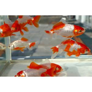 国産金魚 サラサ和金 二才 2匹セット(全長約...の詳細画像1