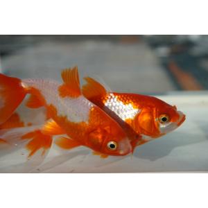 国産金魚 サラサ和金 二才 2匹セット(全長約...の詳細画像3