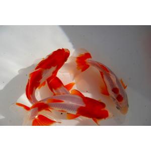 国産金魚 サラサ和金 二才 2匹セット(全長約...の詳細画像4