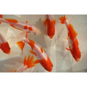 国産金魚 サラサ和金 二才 2匹セット(全長約...の詳細画像5
