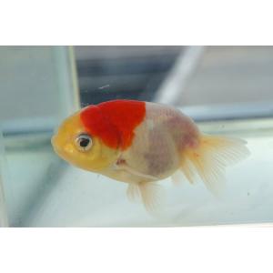 国産金魚 二才桜錦 一点物(全長約8.0cm) ...の商品画像