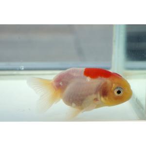 国産金魚 二才桜錦 一点物(全長約8.0cm)...の詳細画像1