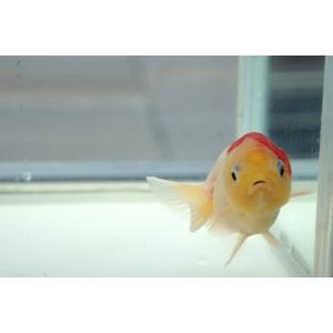 国産金魚 二才桜錦 一点物(全長約8.0cm)...の詳細画像2