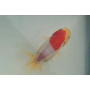 国産金魚 二才桜錦 一点物(全長約8.0cm)...の詳細画像3