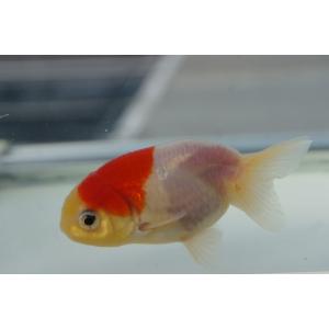 国産金魚 二才桜錦 一点物(全長約8.0cm)...の詳細画像4