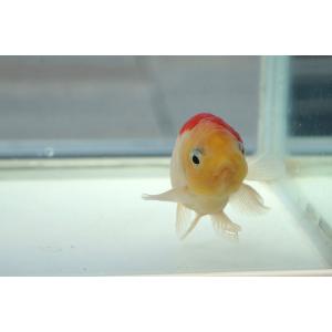 国産金魚 二才桜錦 一点物(全長約8.0cm)...の詳細画像5