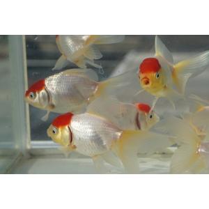 国産 金魚 二才 高頭丹頂 2匹セット(全長約...の詳細画像1