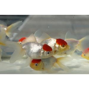 国産 金魚 二才 高頭丹頂 2匹セット(全長約...の詳細画像2