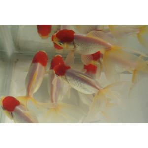 国産 金魚 二才 高頭丹頂 2匹セット(全長約...の詳細画像3
