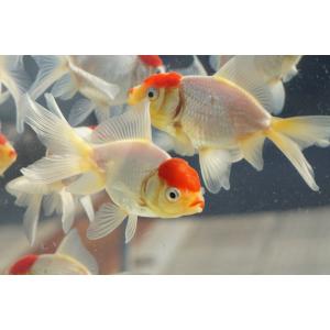 国産 金魚 二才 高頭丹頂 2匹セット(全長約...の詳細画像4