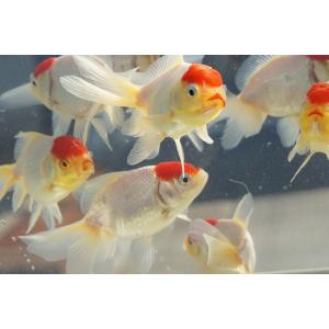 国産 金魚 二才 高頭丹頂 2匹セット(全長約...の詳細画像5