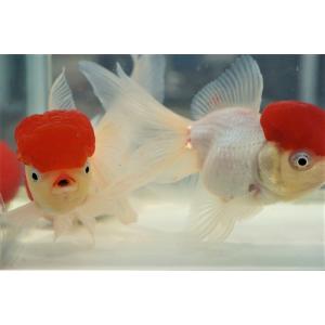 金魚 丹頂 飯田の商品一覧 通販 Yahoo ショッピング