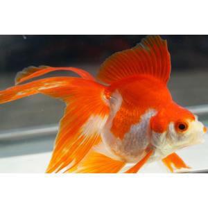 飯田琉金の商品一覧 通販 Yahoo ショッピング