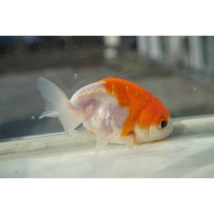 やとみ金魚ファーム 桜錦 金魚の最新入荷情報 Yahoo ショッピング