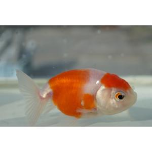 国産金魚　桜錦（全長約8cm）加藤氏　作　一点物