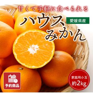 興居島みかん 秀品 興居島ミカン 2kg 2キロ 愛媛 温州みかん みかん