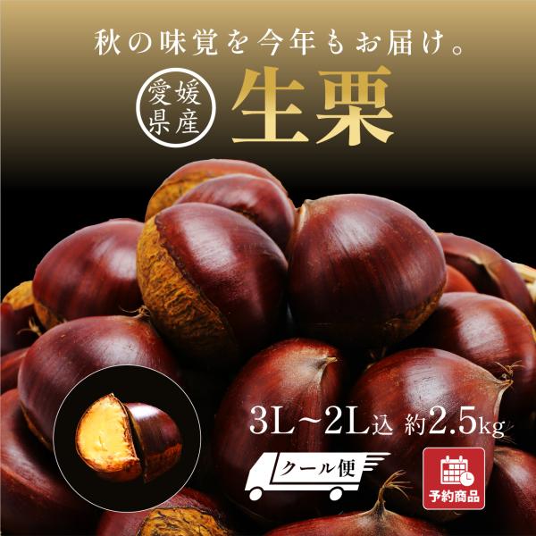 生栗  国産 大粒 愛媛県産 栗 皮付き 3L~2L込 約2.5kg クール便代金込 栗 くり クリ...