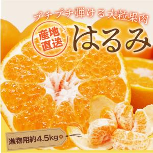 はるみ みかん 秀品 5kg 尾道 瀬戸田産 はるみみかん 贈答用はるみ