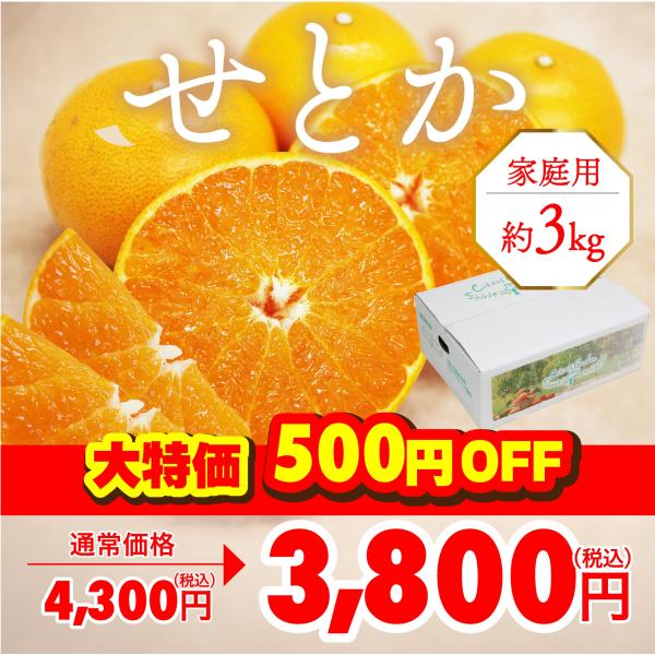みかん せとか 家庭用 約3kg 愛媛産 送料無料 産地直送 柑橘 フルーツ 果物 予約商品