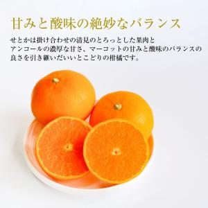 みかん せとか 家庭用 約4.5kg 愛媛産 ...の詳細画像2