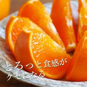 みかん せとか 家庭用 約4.5kg 愛媛産 ...の詳細画像3