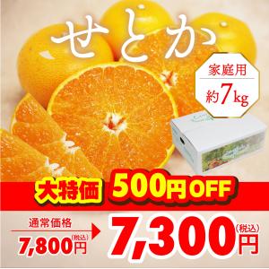 みかん せとか 家庭用 約7kg 愛媛産 送料無料 産地直送 柑橘 フルーツ 果物 500円OFF 大特価