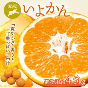 いよかん 伊予柑 進物用 約4.5kg 愛媛県産みかん みかん 柑橘類 2024 グルメ